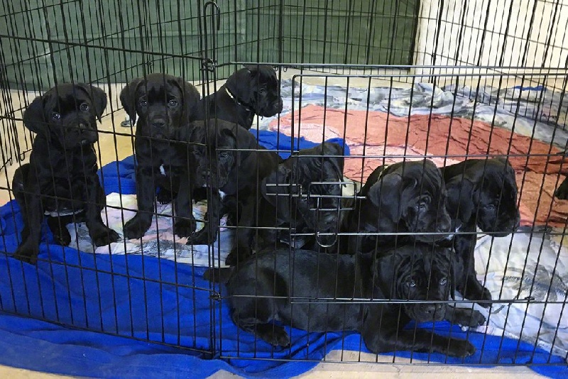 Des Aigles De Montagne - Cane Corso - Portée née le 20/10/2016